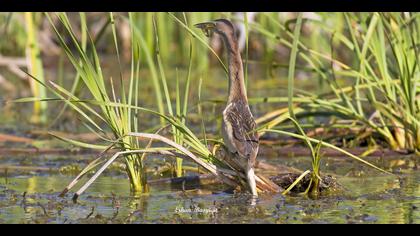 Küçük balaban » Little Bittern » Ixobrychus minutus