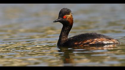 Karaboyunlu batağan