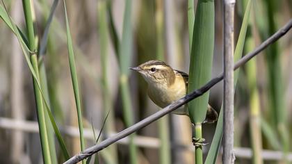 Kındıra kamışçını