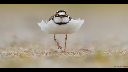 Halkalı küçük cılıbıt