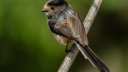 Uzunkuyruklu baştankara