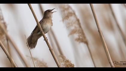 Bataklık kamışçını