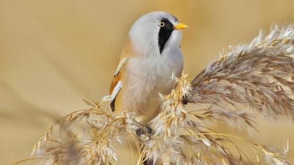 Bıyıklı baştankara