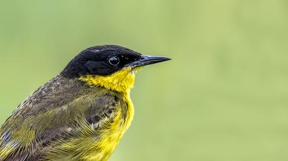 Sarı kuyruksallayan