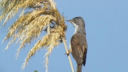 Akgerdanlı ötleğen