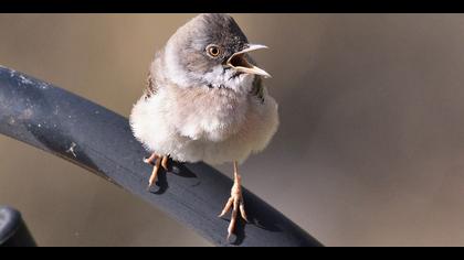 Akgerdanlı ötleğen