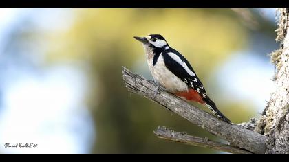Orman alaca ağaçkakanı