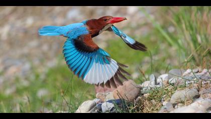 İzmir yalıçapkını