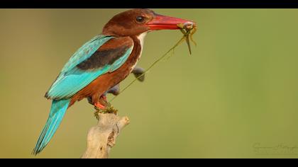 İzmir yalıçapkını