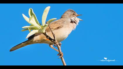 Akgerdanlı ötleğen