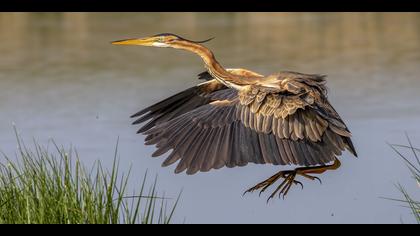 Erguvani balıkçıl