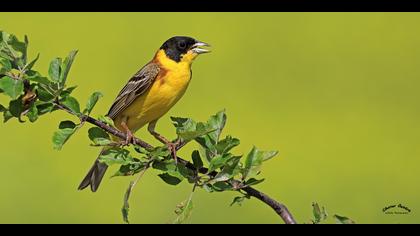 Karabaşlı kirazkuşu