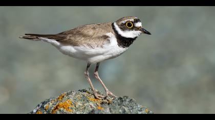 Halkalı küçük cılıbıt