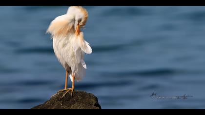 Sığır balıkçılı