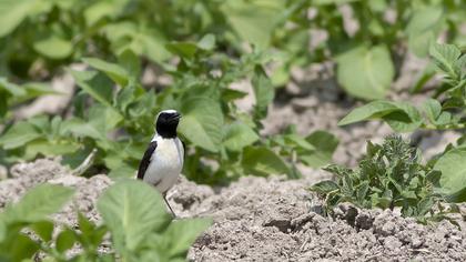 Karakulaklı kuyrukkakan