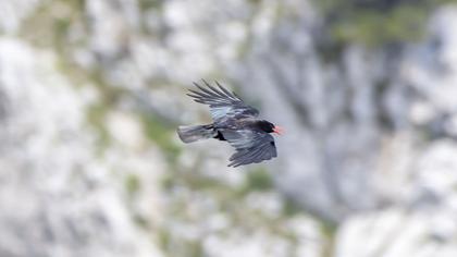 Kırmızıgagalı dağ kargası