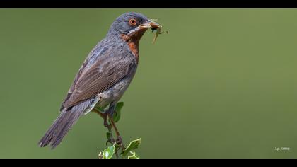 Bıyıklı ötleğen