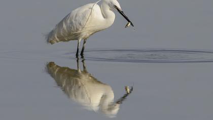 Küçük ak balıkçıl