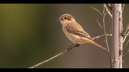 Kızılkuyruklu örümcekkuşu