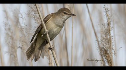 Büyük kamışçın