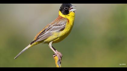 Karabaşlı kirazkuşu