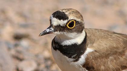 Halkalı küçük cılıbıt