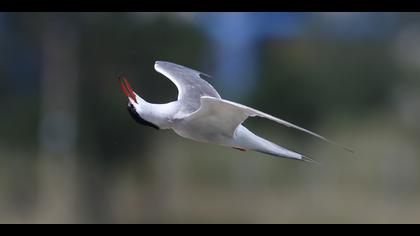 Sumru » Common Tern » Sterna hirundo