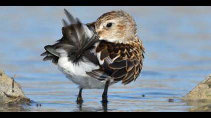 Karakarınlı kumkuşu