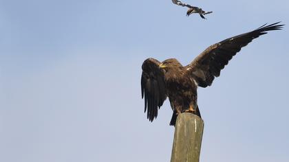 Küçük orman kartalı