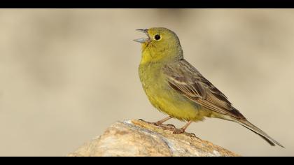 Boz kirazkuşu » Cinereous Bunting » Emberiza cineracea