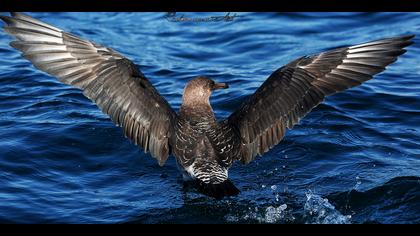 Kütkuyruklu korsanmartı