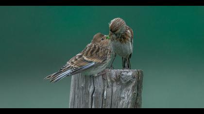 Sarıgagalı ketenkuşu