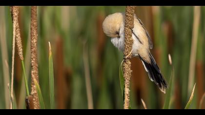 Bıyıklı baştankara » Bearded Reedling » Panurus biarmicus