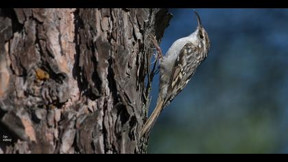 Bahçe tırmaşıkkuşu