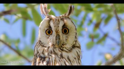 Kulaklı orman baykuşu