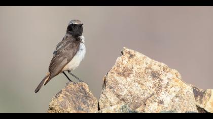 Kızılca kuyrukkakan