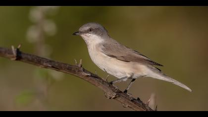 Küçük akgerdanlı ötleğen