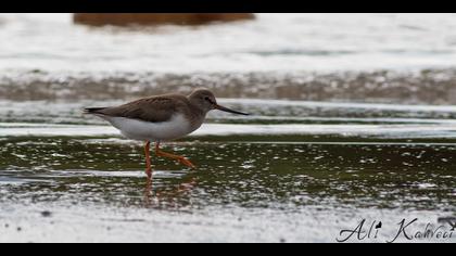 Terek düdükçünü