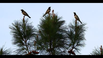 Karagerdanlı ardıç