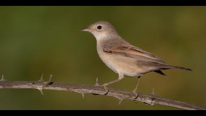 Akgerdanlı ötleğen