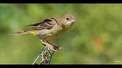 Karabaşlı kirazkuşu