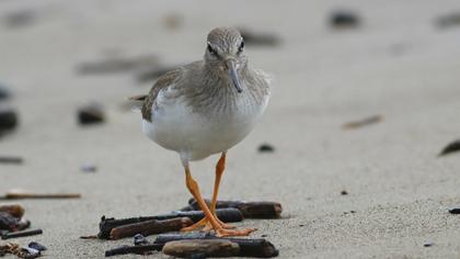 Terek düdükçünü
