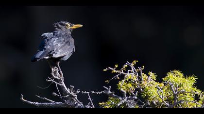 Karatavuk » Common Blackbird » Turdus merula