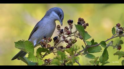 Küçük akgerdanlı ötleğen