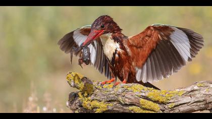 İzmir yalıçapkını