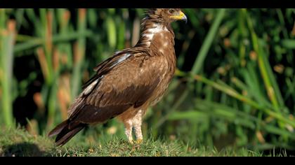 Küçük orman kartalı