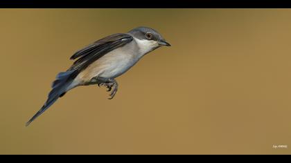 Küçük akgerdanlı ötleğen