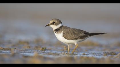 Halkalı küçük cılıbıt