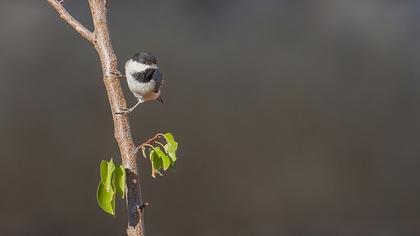 Akyanaklı baştankara » Sombre Tit » Poecile lugubris