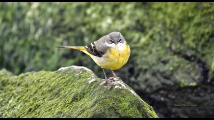 Dağ kuyruksallayanı